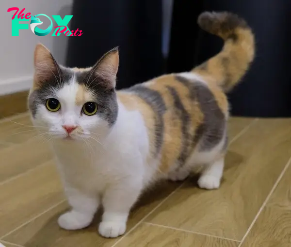 5.Munchkin: Munchkin (also known as Weirner Cat, Corgi Cat) is a cat breed with a short appearance and a small, adorable, extremely funny shape. This lovely, graceful beauty has long been the focus of attention of many cat lovers.