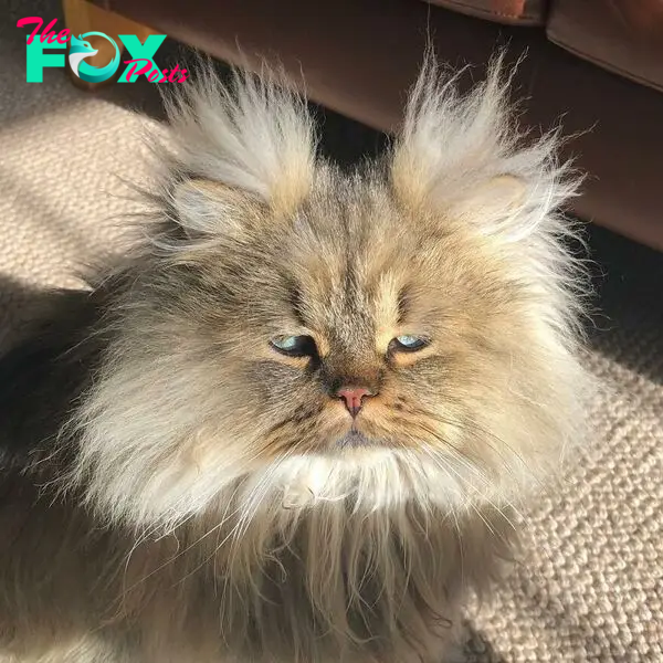 Introducing Barnaby, the Persian Feline with a Perpetual Pre-Coffee Look