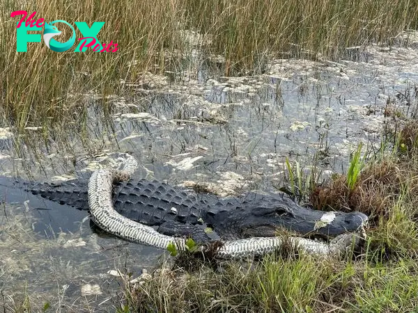 Florida cyclist captures jaw-dropping video of massive alligator chowing down on python