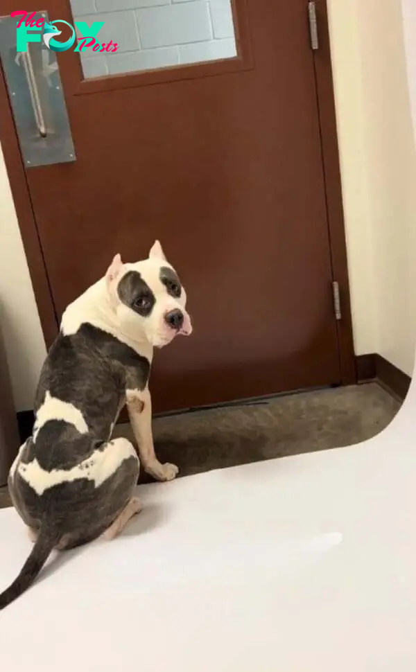 dog waiting in front of the doors