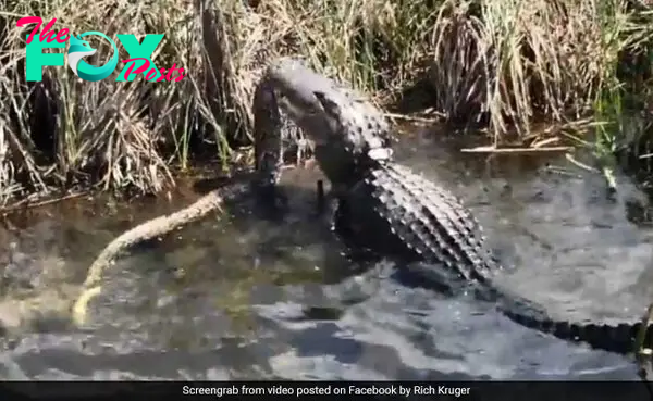 Video: In Terrifying Alligator Vs Python Fight, The Winner Is...