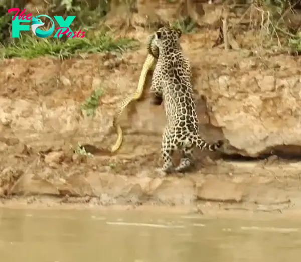 Watch: Jaguar vs Anaconda - Animals Around The Globe