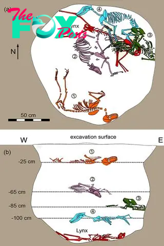 An illustration showing the the placement of the lynx skeleton (in red) and the four dog skeletons (purple, green, blue and orange) in the pit at the site in Hungary.