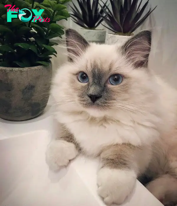 2.Ragdoll: “Ragdoll” is the name of a breed of cat with blue eyes and characteristic contrasting two-color fur. It is a large cat, with strong muscles and soft, slightly long fur. They are also known as gentle, docile and cute cats