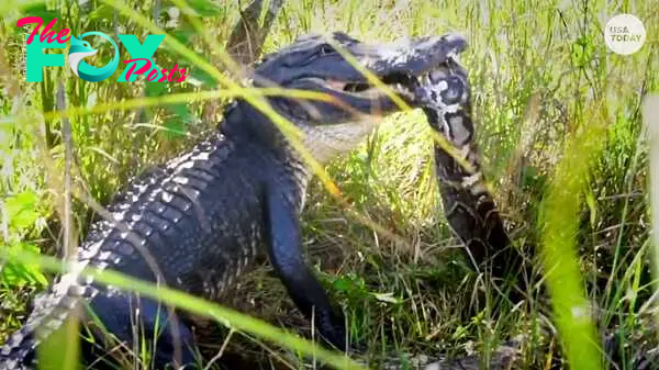Hero' alligator gulps down invasive Burmese python