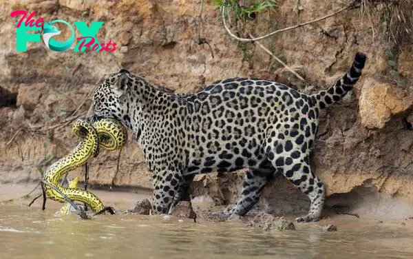 Ferocious battle between jaguar and yellow anaconda captured by wildlife  photographer