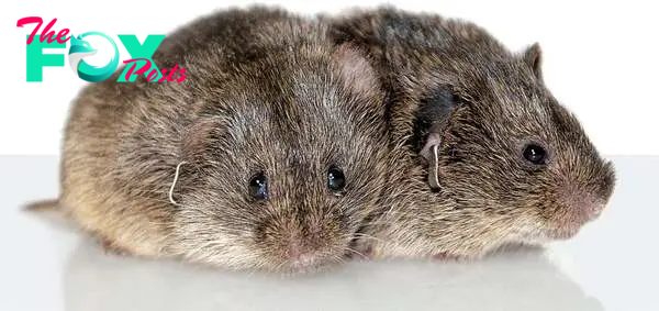 Monogamous Prairie Voles Reveal the Neurobiology of Love | Scientific  American