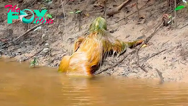 This Man's Camera Caught Some Creature Crawling out of the River - YouTube