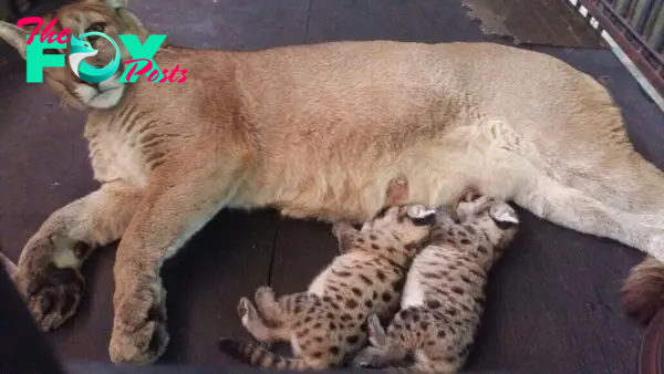 Nacen dos pumas en el zoo de Asunción - Nacionales - ABC Color