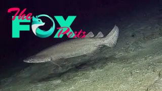 Prickly shark, Echinorhinus cookei.