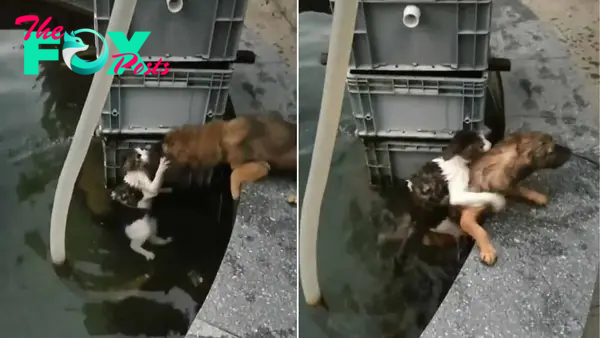 This Heroic Dog Jumped Into The Water To Save A Drowning Cat