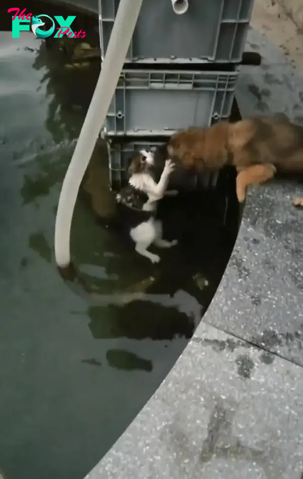 dog approaches a drowning cat to help