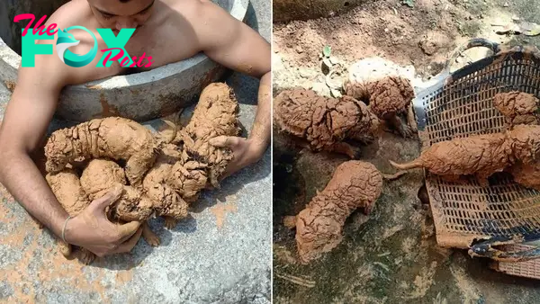 Man Spots 5 ‘Mud Balls’ In A Well, Only To Find They’re The Fluffiest Pups Ever