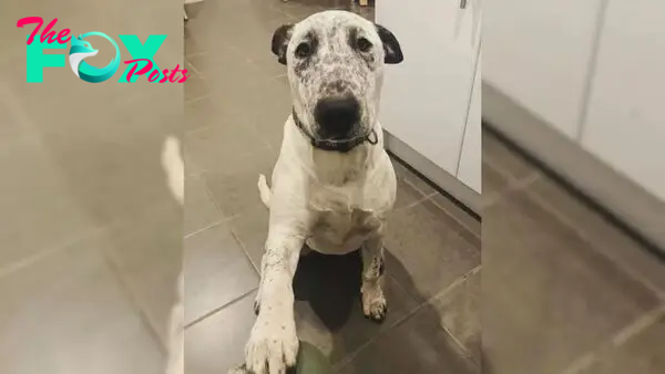 This Shelter Dog Was Rejected Twice Within Only A Few Months And It Broke Her Heart