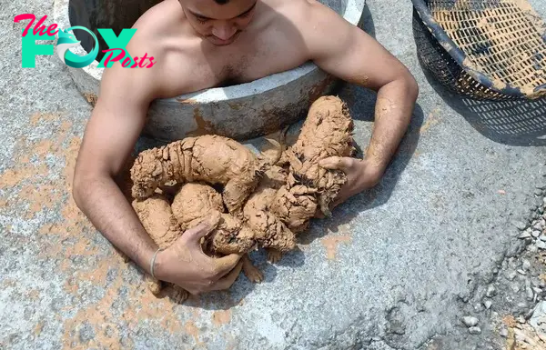 man successfully saves puppies from a muddy well
