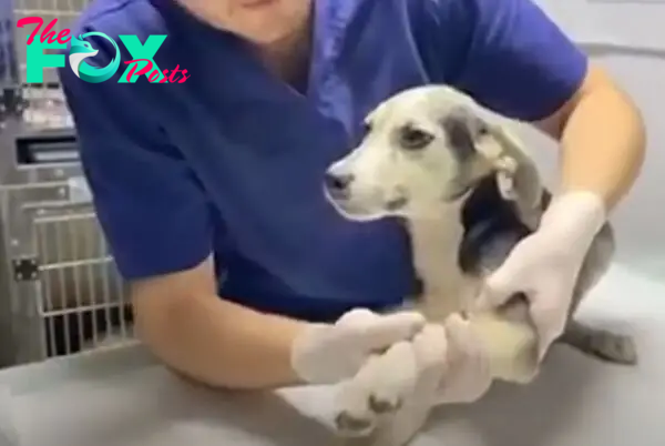 vet checking the dog