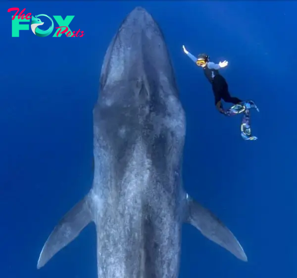 Cuộc chạm trán giữa thợ lặn và cá voi xanh