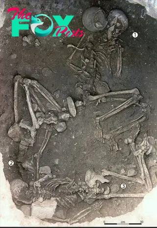 A photo of three skeletons in a burial.