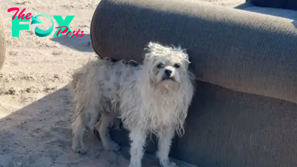 Rescuers Were Shocked To Discover A Dog Living In Terrible Conditions In The Middle Of Nowhere