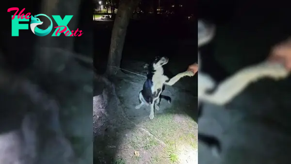 Helpless Mother Dog Tied To A Tree Bravely Held On Until Help Finally Arrived