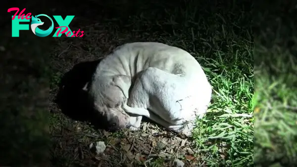 Abandoned Dog Once Curled Up On A Dirty Ground Has A Whole New Life Now