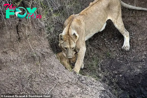 The lioness was determined that her cub would be safe and acted swiftly to save her baby