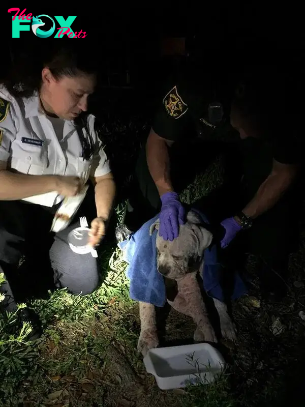 injured dog and police