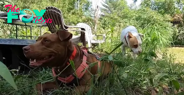 two pitties playing in the garden at sunny day