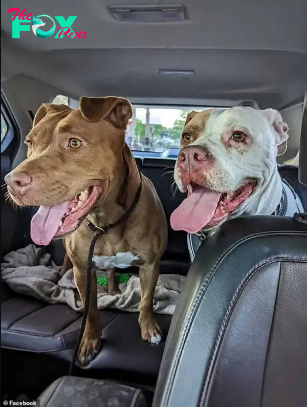 two pitties sitting in the car