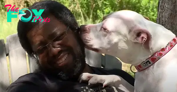 white pittie sniffing a man and playing with him