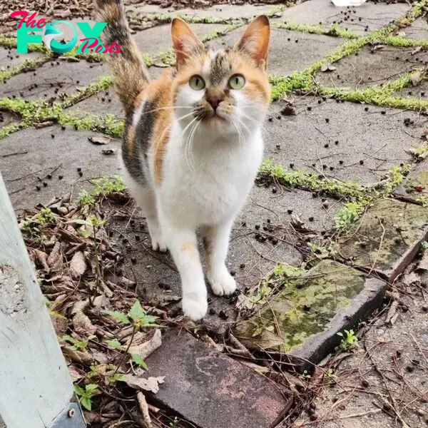 cat outdoor standing