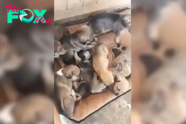 abandoned puppies lie on a blanket in front of the door