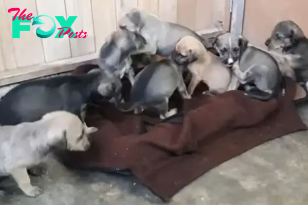 eight abandoned puppies