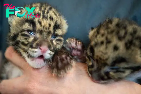 Two clouded leopard cubs move around in Director of Veterinary Services Heather Robertson's hands at the Nashville Zoo at Grassmere Friday, April 5, 2019, in Nashville, Tenn. The cubs' mother, Niran, was the first clouded leopard to be born from artificial insemination.