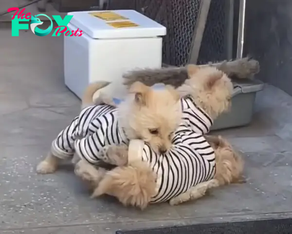 adorable puppies in clothes playing