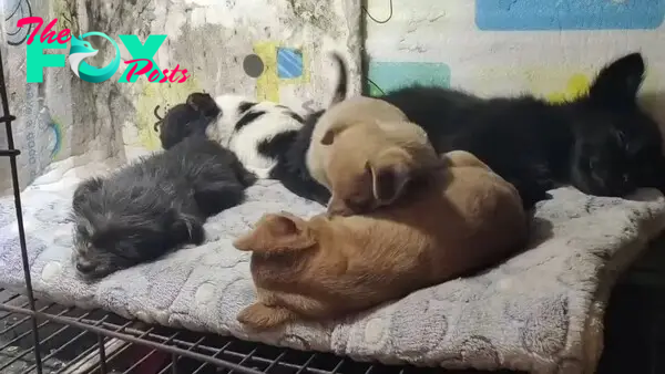 five puppies sleeping together
