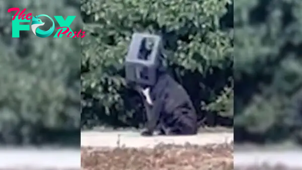 Dog With The Plastic Box Stuck On His Head For A Year Is Finally Free 