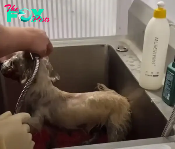 dog taking a bath in the sink