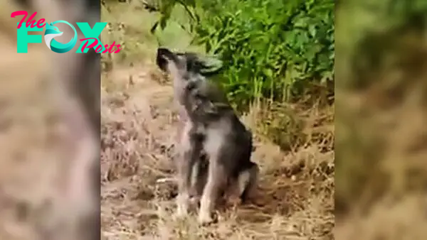 Abandoned Dog Would Not Stop Howling Until He Was Rescued By Amazing People