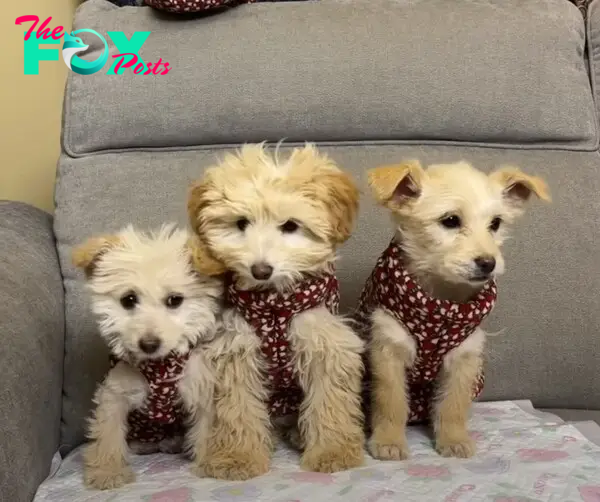 cute dogs in clothes