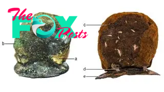 A magnified view of the prosthesis before (left) and after (right) conservation. In the left image, we see a) traces of shiny, yellow metal (most likely gold) covering the woolen pad; and b) a trace of green corrosion indicating copper. In the right image, we see c) felted fabric that fits into the nasal cavity; d) a loop through which a white linen thread passed and connected the fabric to the metal plate; e) a metal plate to replace the absent hard palate.