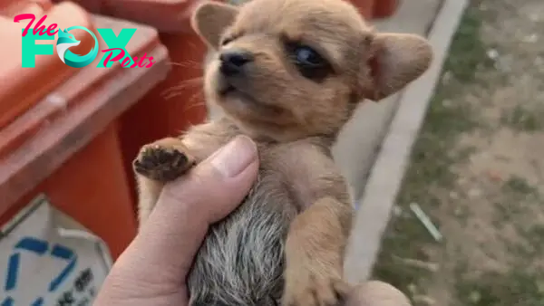 Newborn Puppy Ate Trash To Survive, But Everything Changed When She Met Her Foster Mom