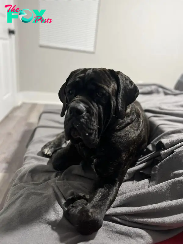 black dog laying on a bed