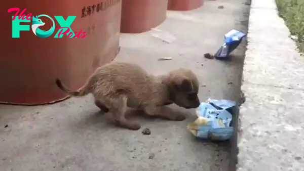 puppy sniffing for food