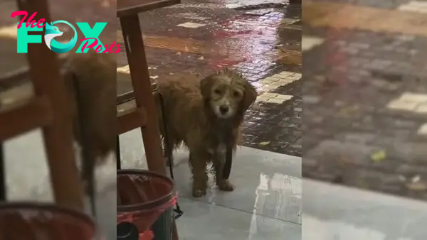 Sad Pup Stands In Front Of A Restaurant And Begs Hoomans To Have Just A Small Bite Of Food