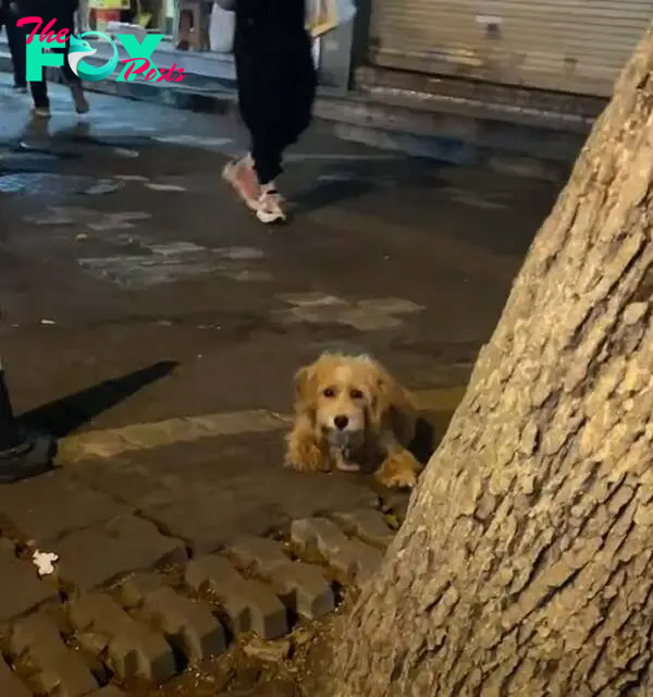 cute dog laying behind the tree