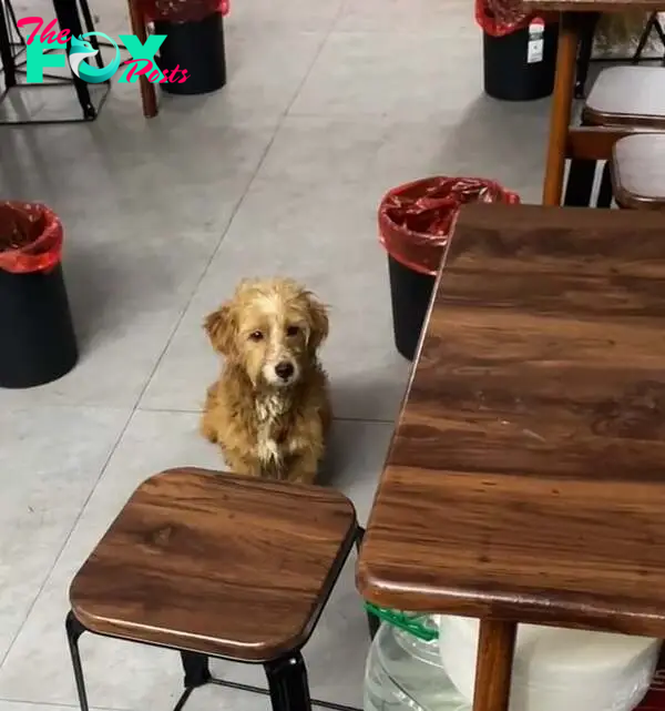 cute dog in a restaurant