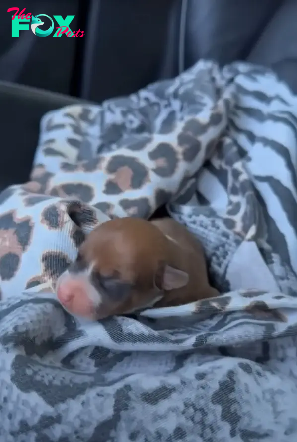 puppy lying on a blanket