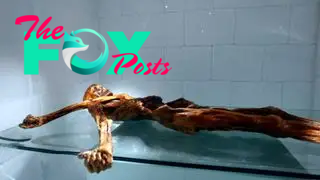 The mummy of Ötzi the Iceman.