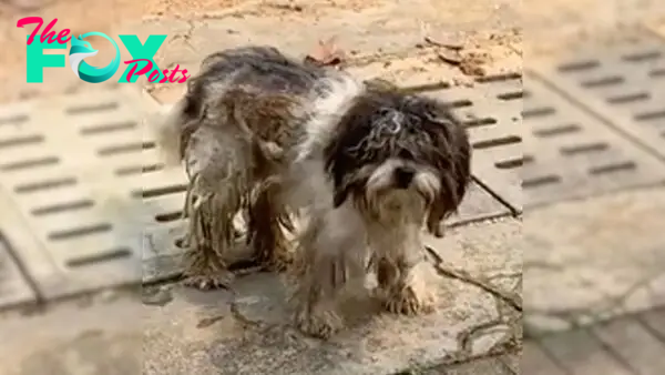 No One Wanted To Help The Desperate Dog Covered In Mud Until They Discovered His Sad Fate